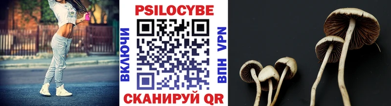 shop телеграм Бородино Псилоцибиновые грибы MAGIC MUSHROOMS